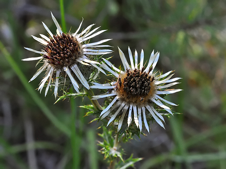 Carlina vulgaris