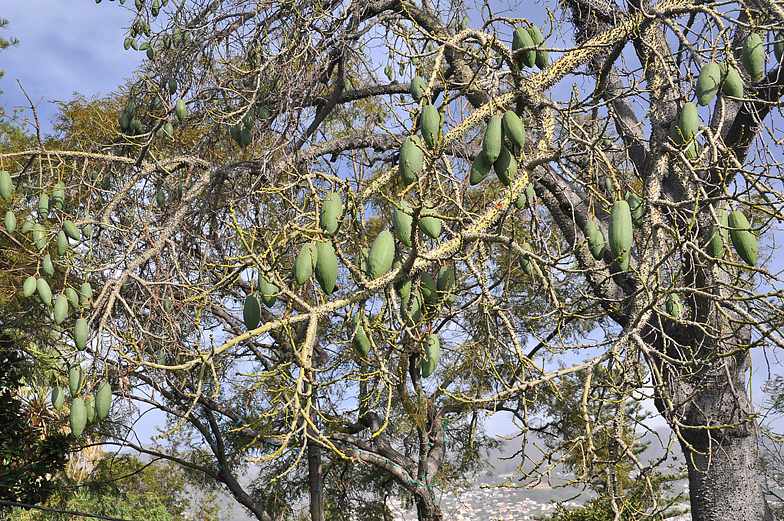 Ceiba pentandra