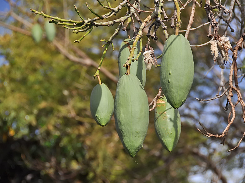 Ceiba pentandra