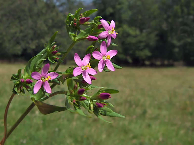 Centaurium erythraea