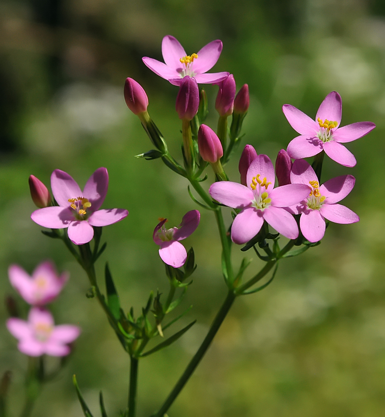 Centaurium erythraea