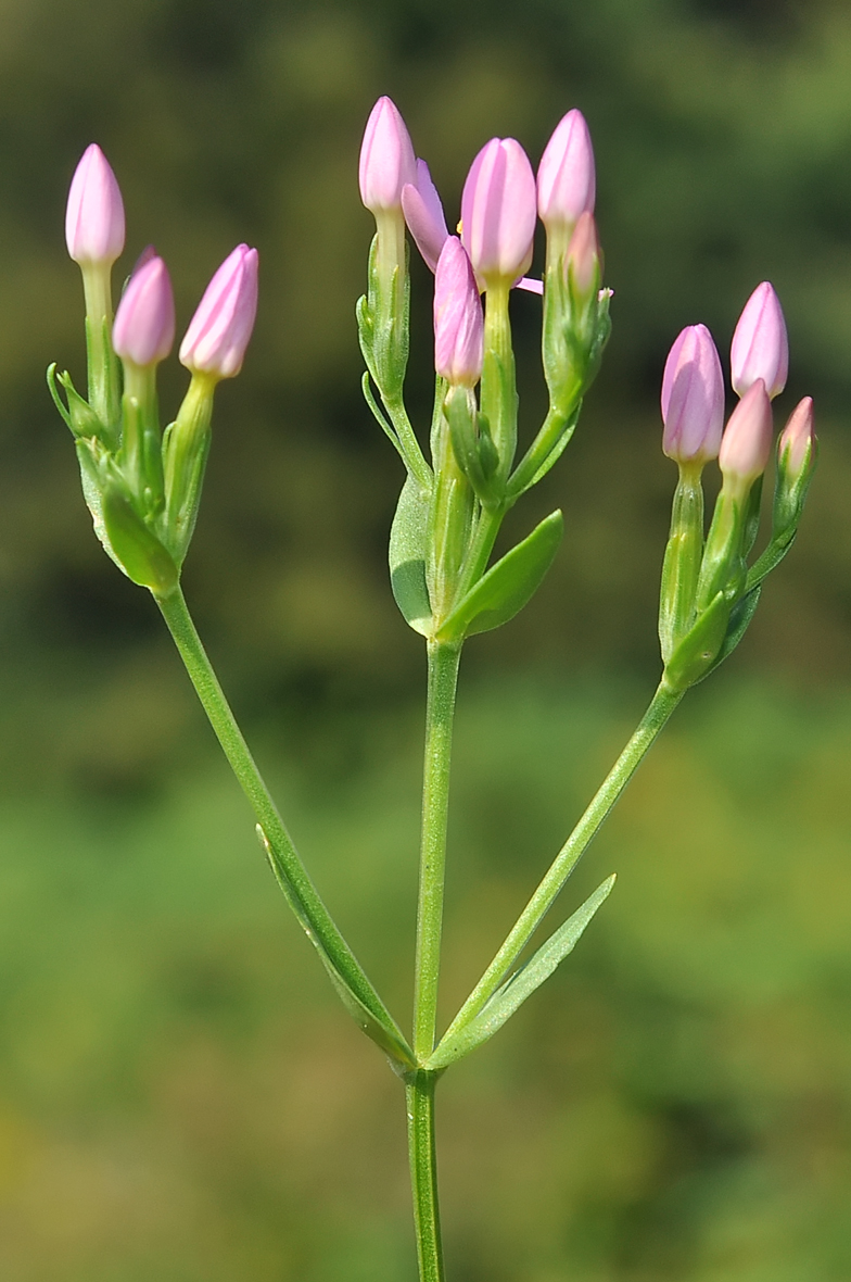 Centaurium erythraea