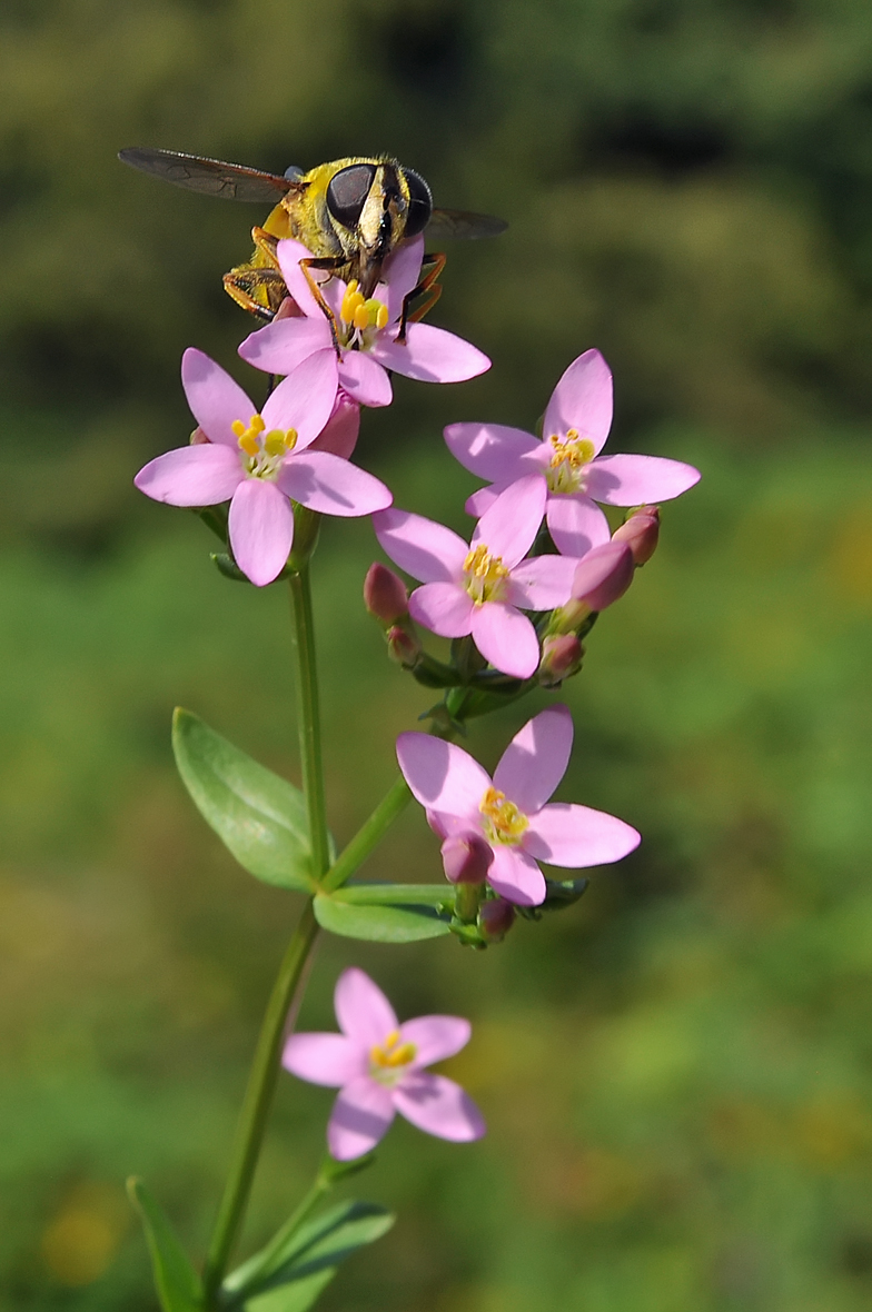 Centaurium erythraea