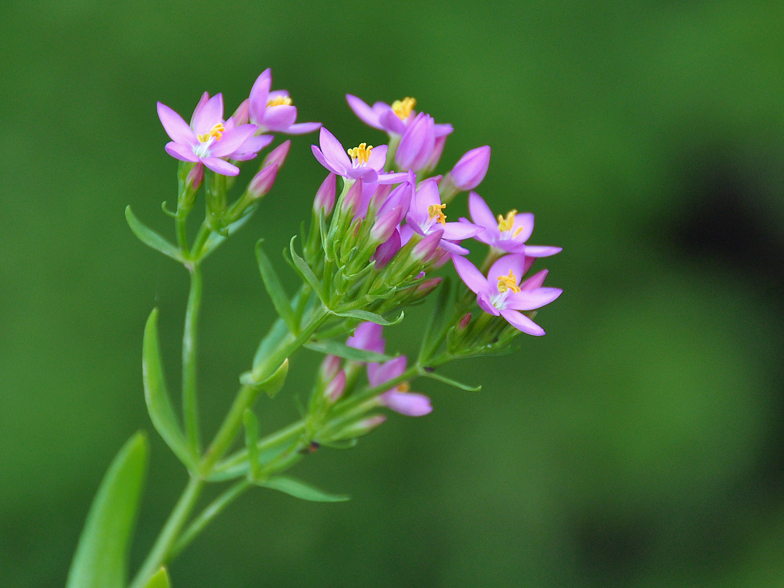 Centaurium erythraea