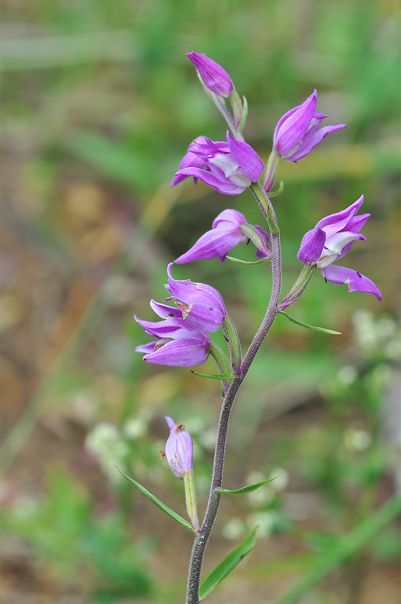 Cephalanthera rubra