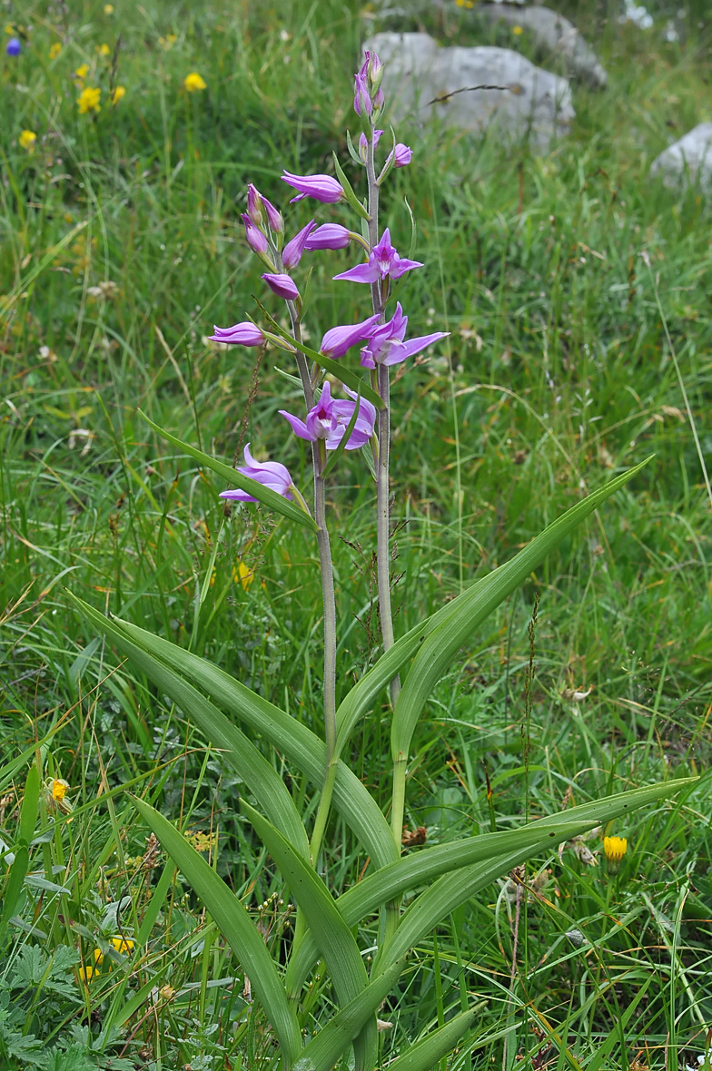 Cephalanthera rubra