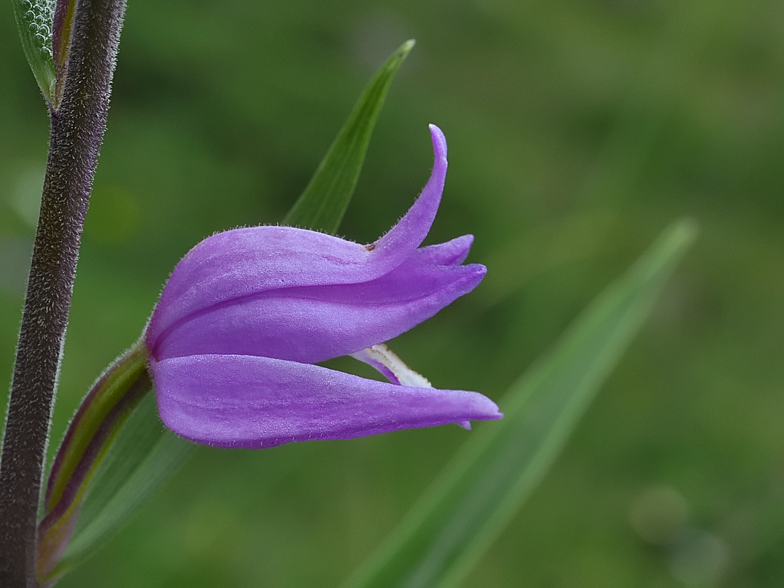 Cephalanthera rubra