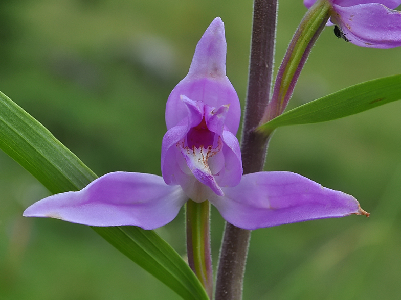 Cephalanthera rubra