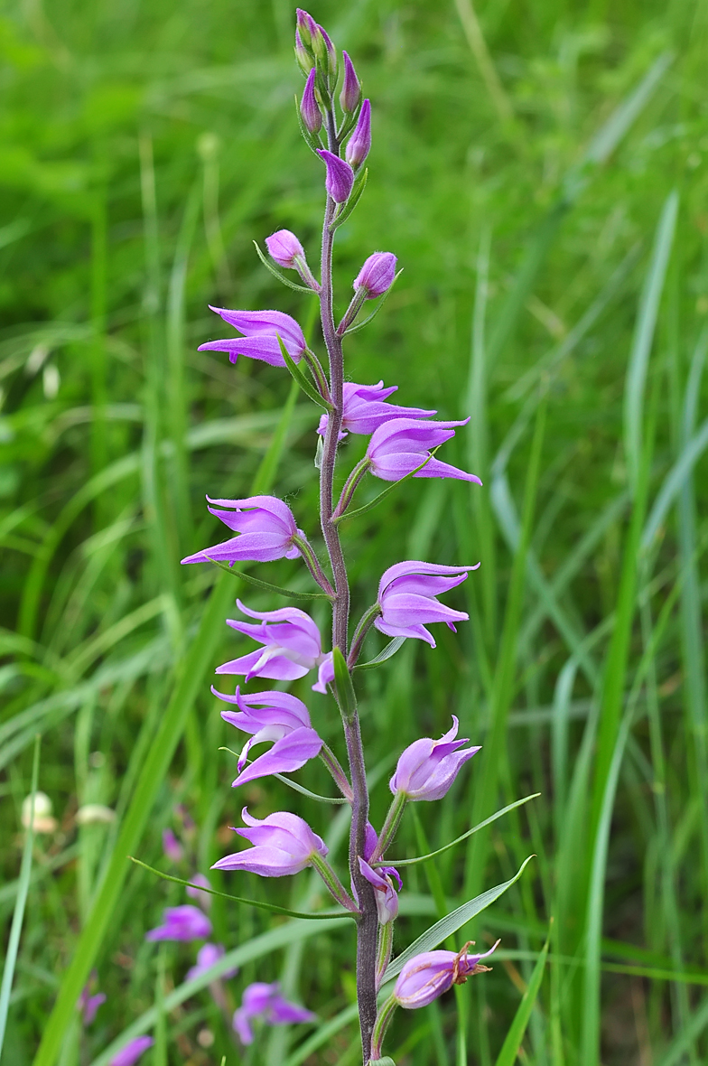 Cephalanthera rubra