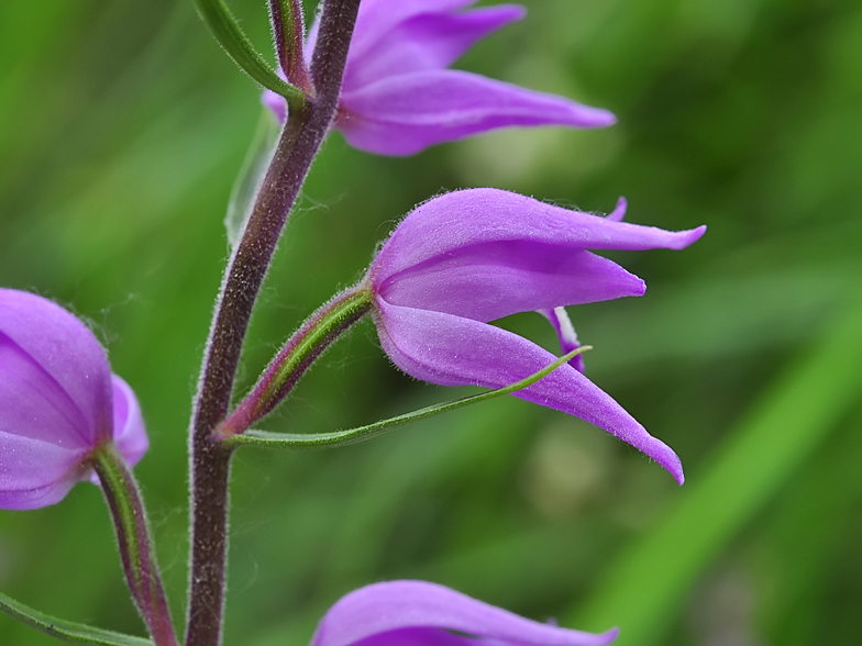 Cephalanthera rubra