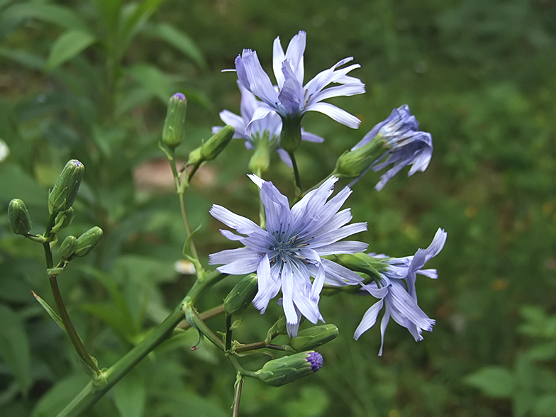 Cicerbita plumieri