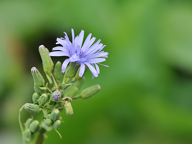 Cicerbita plumieri