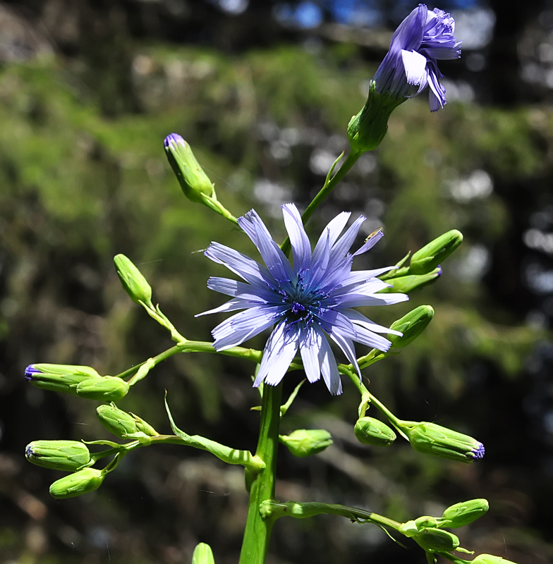 Cicerbita plumieri
