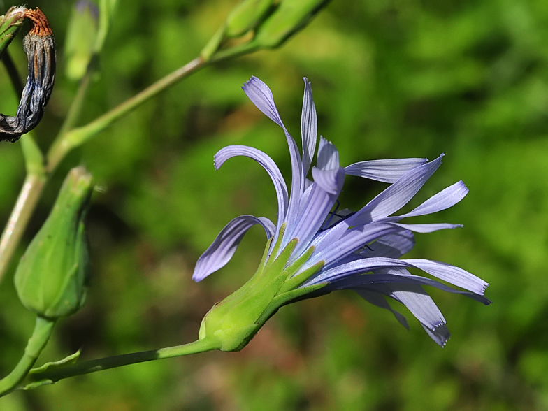 Cicerbita plumieri