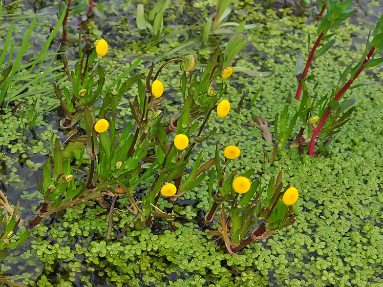 Cotula coronopifolia