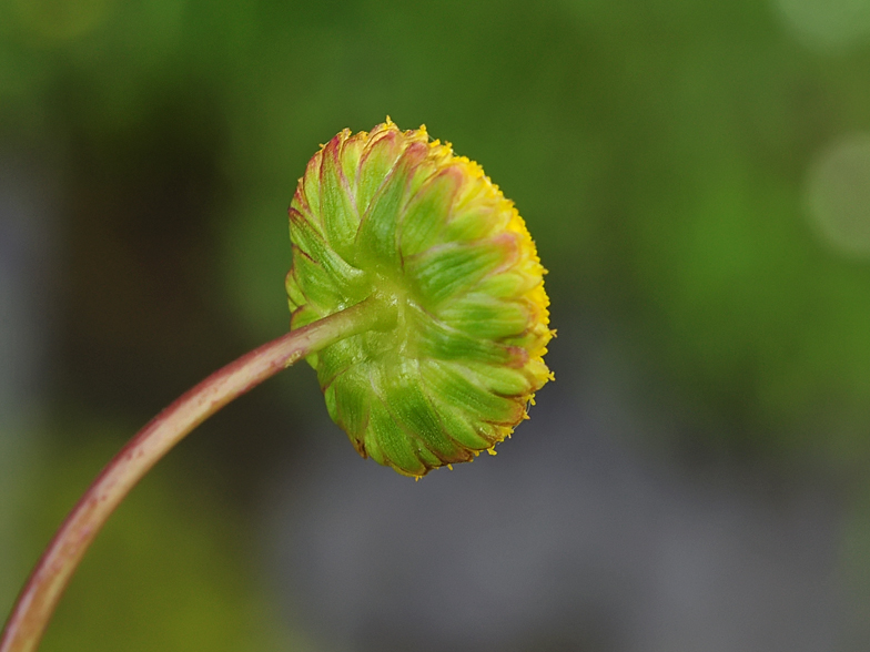 Cotula coronopifolia