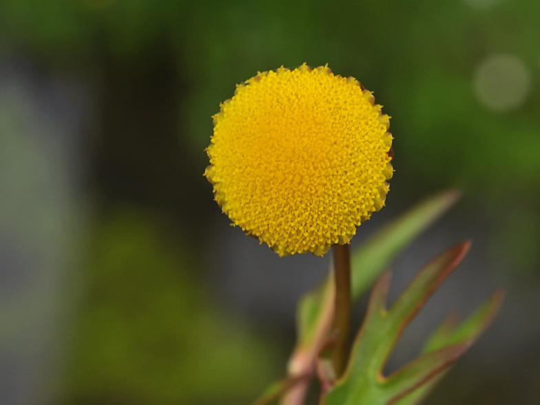 Cotula coronopifolia