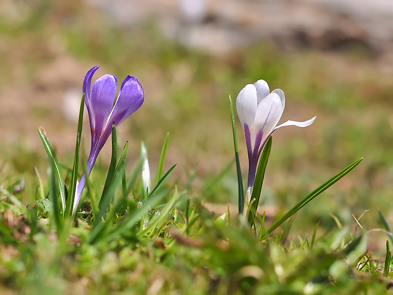 Crocus vernus
