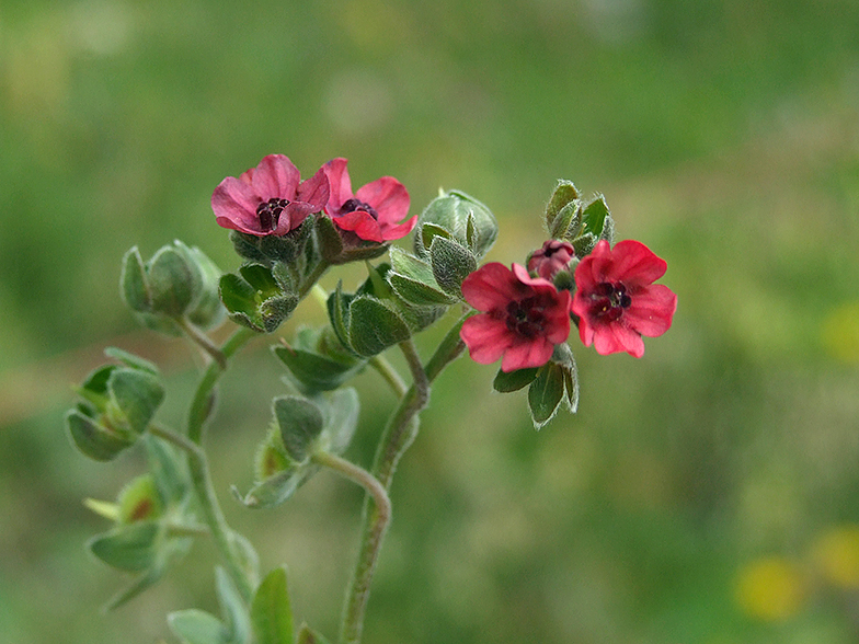 Cynoglossum officinale