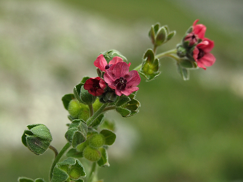 Cynoglossum officinale