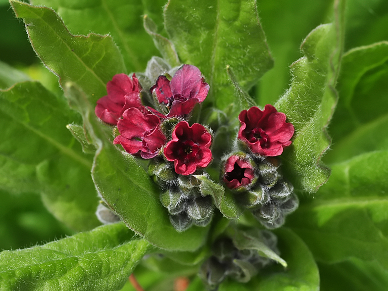 Cynoglossum officinale