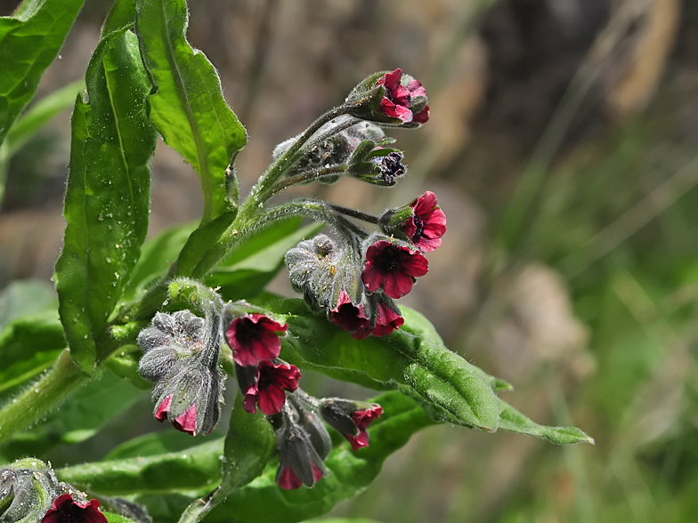 Cynoglossum officinale