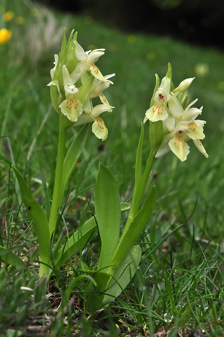 Dactylorhiza sambucina