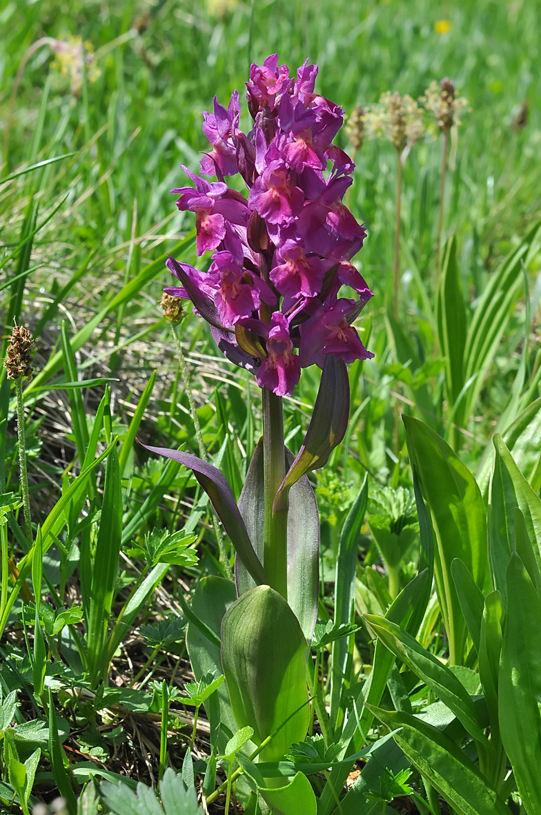 Dactylorhiza sambucina