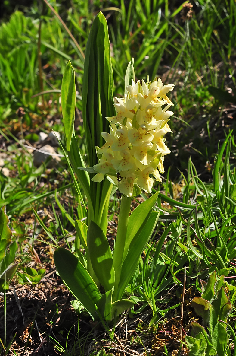 Dactylorhiza sambucina