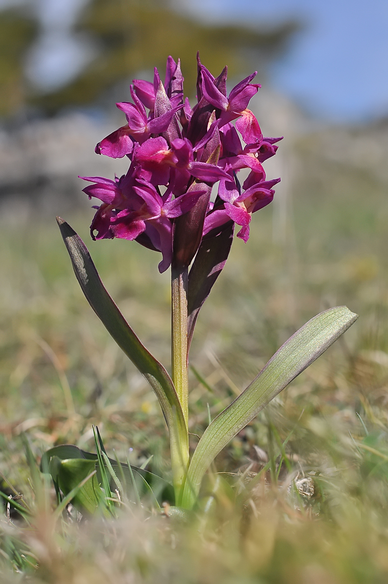 Dactylorhiza sambucina