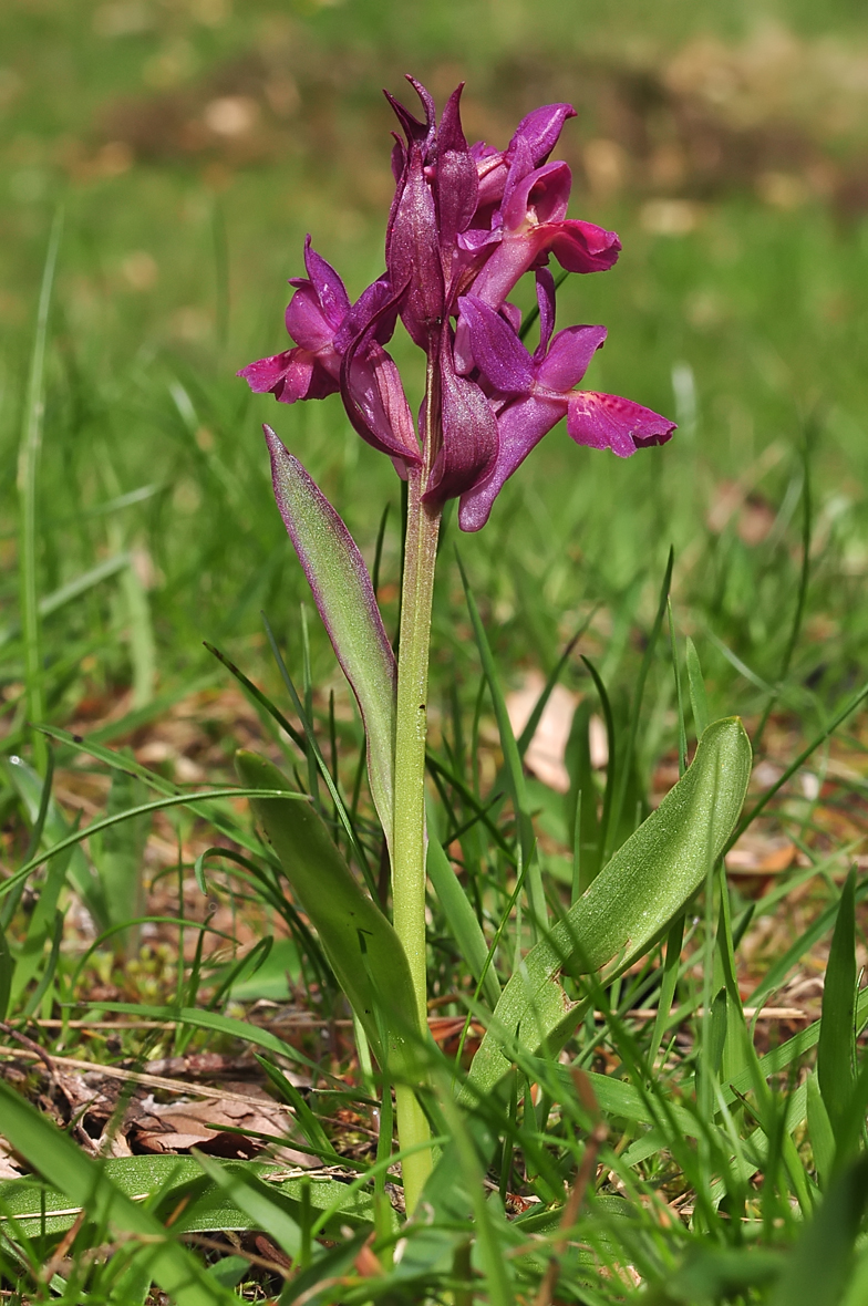 Dactylorhiza sambucina