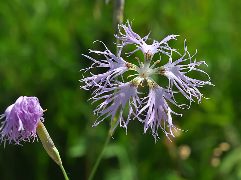 Dianthus superbus