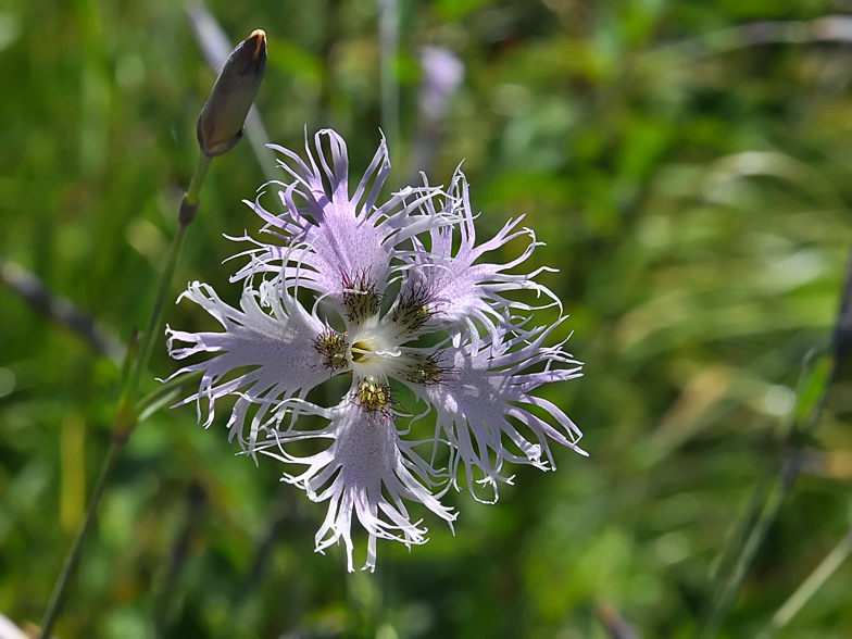 Dianthus superbus