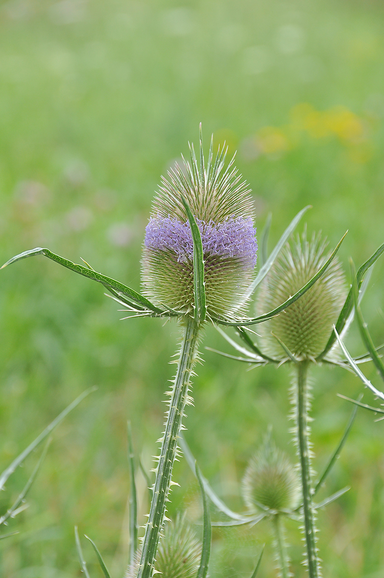 Dipsacus fullonum