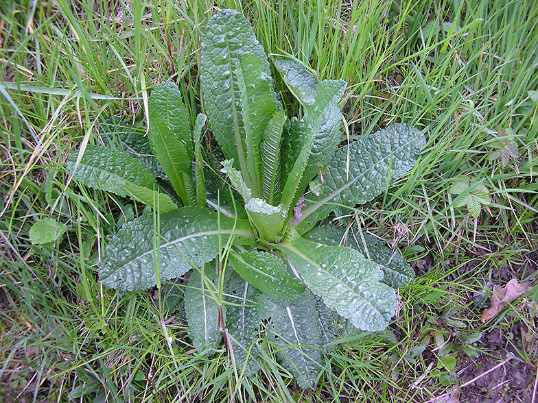 Dipsacus fullonum