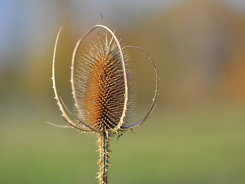 Dipsacus fullonum