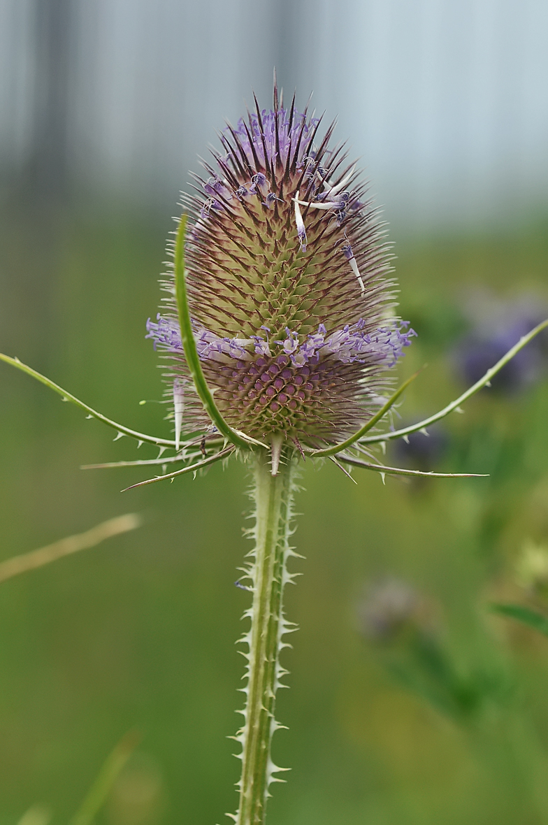 Dipsacus fullonum