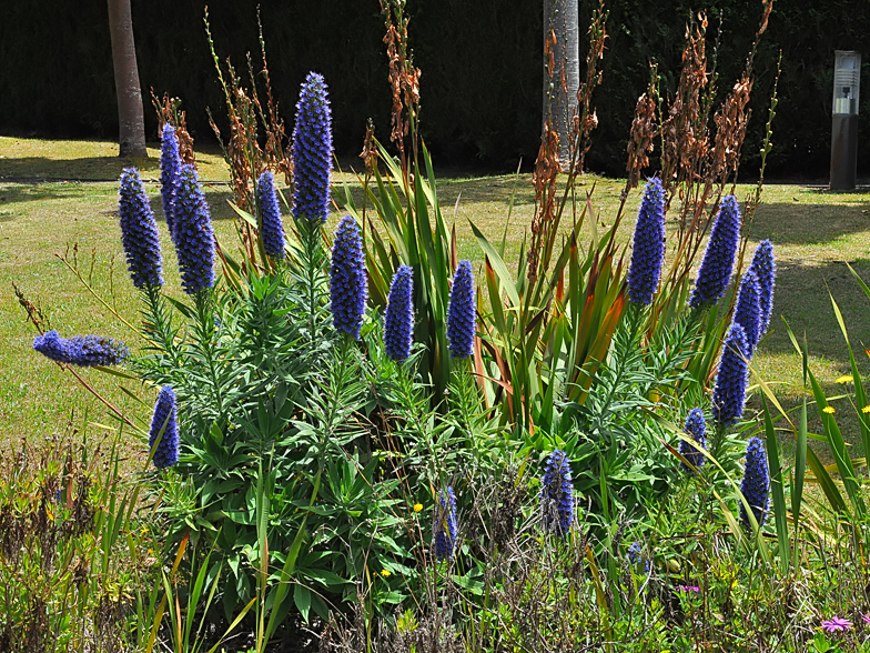 Echium candicans