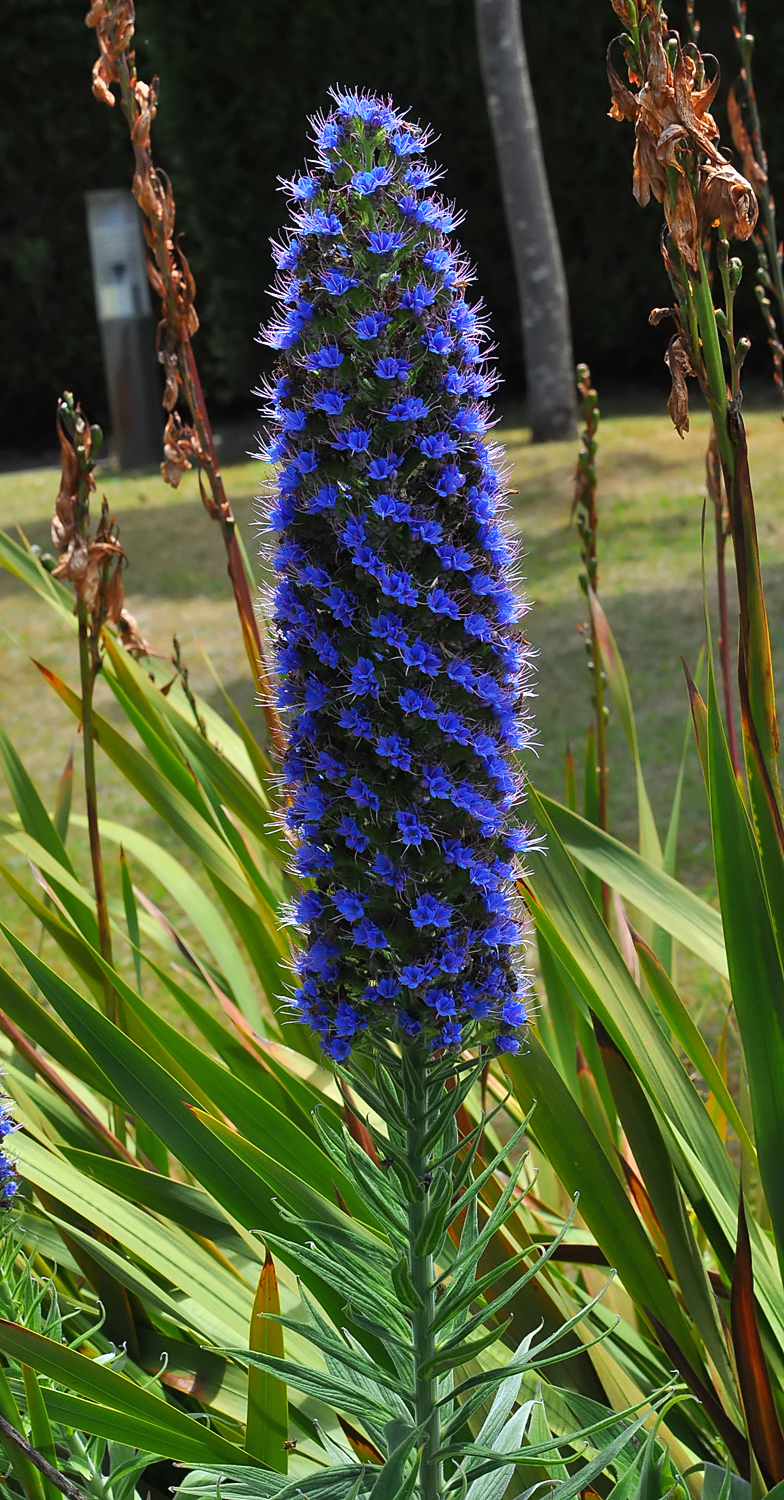 Echium candicans 2