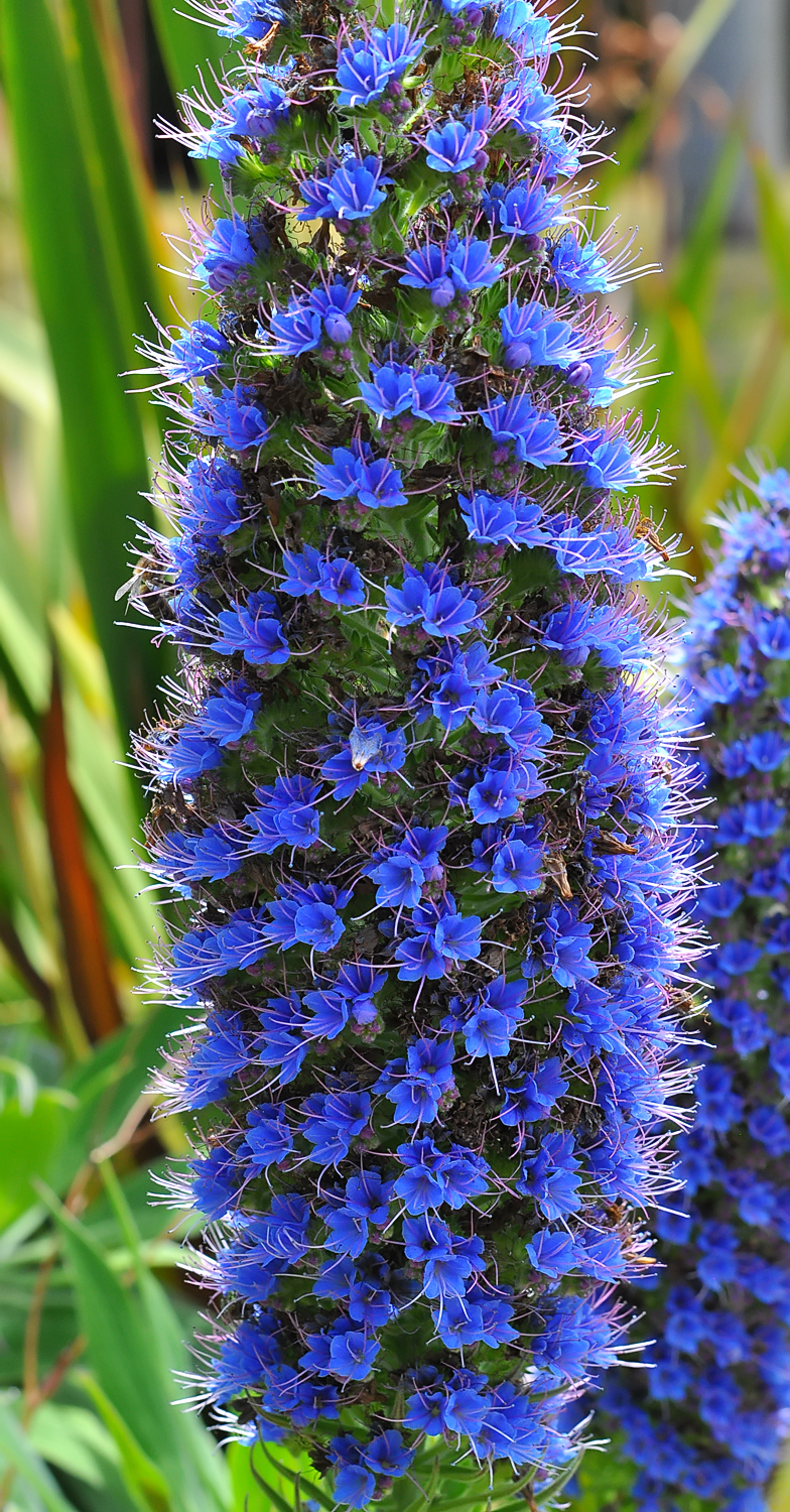 Echium candicans 3