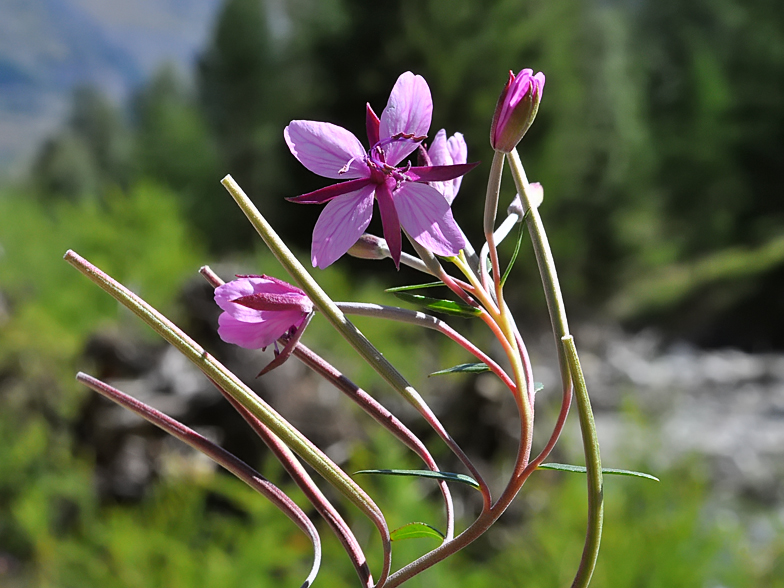 Epilobium fleischeri