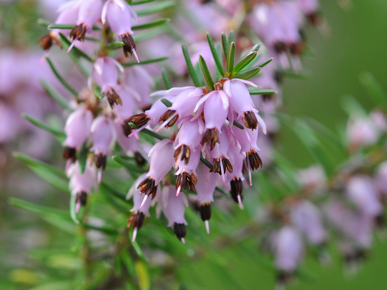 Erica carnea