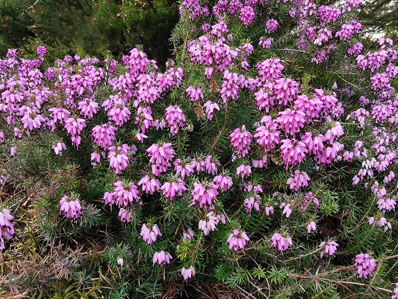 Erica carnea