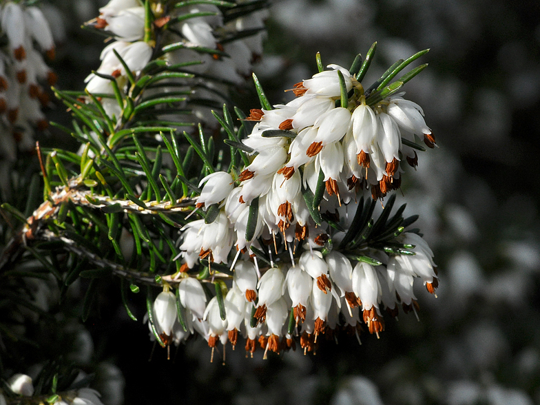 Erica carnea alba