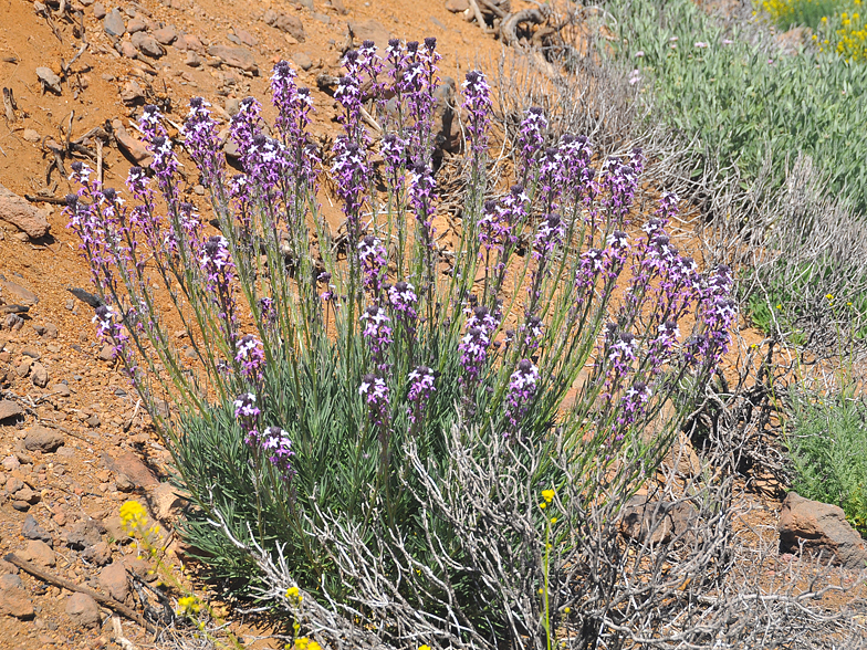 Erisymum scoparium