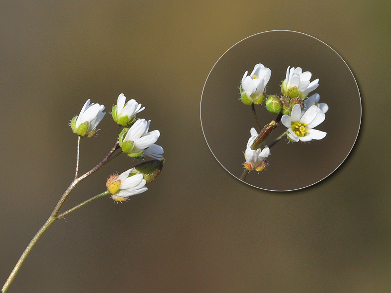 Erophila verna