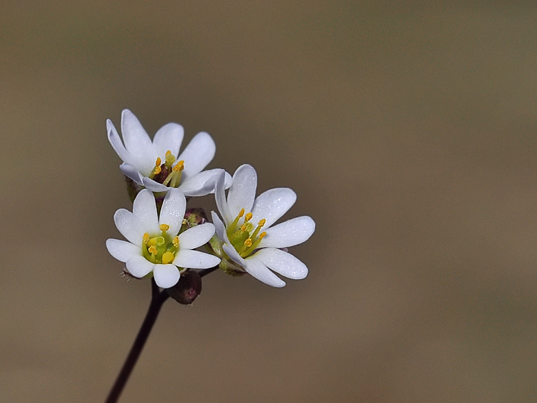 Erophila verna