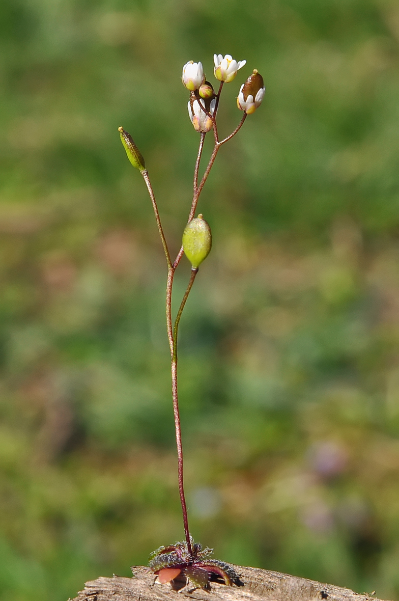 Erophila verna