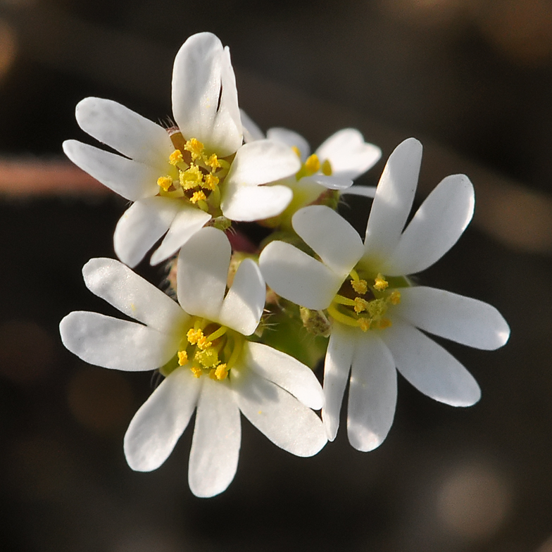 Erophila verna