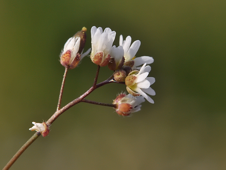 Erophila verna